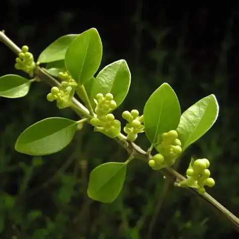 Audifort Ingredients Gymnema Sylvestre
