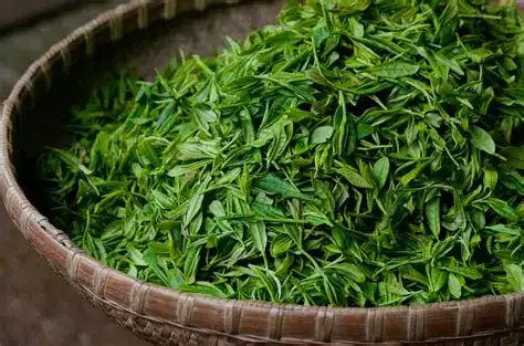 Audifort Ingredients Green Tea