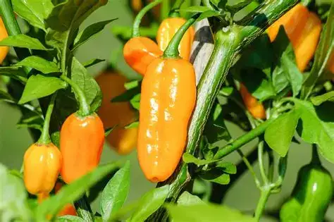 Audifort Ingredients Capsicum Annuum